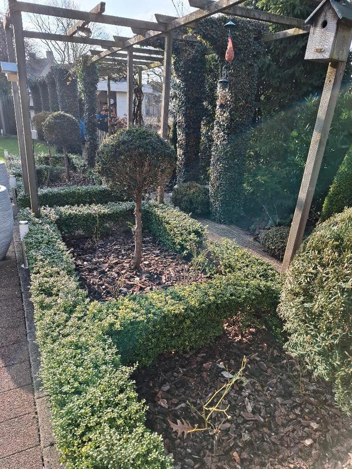 Ilex crenata, Tuin en Terras, Planten | Struiken en Hagen, Haag, Hulst, Minder dan 100 cm, Ophalen