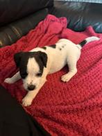 Stoere Parson Russell terriër pups, Dieren en Toebehoren, Honden | Jack Russells en Terriërs, Jack Russell Terriër, 8 tot 15 weken