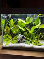 Ciano Emotions aquarium, Dieren en Toebehoren, Ophalen, Zo goed als nieuw, Gevuld zoetwateraquarium