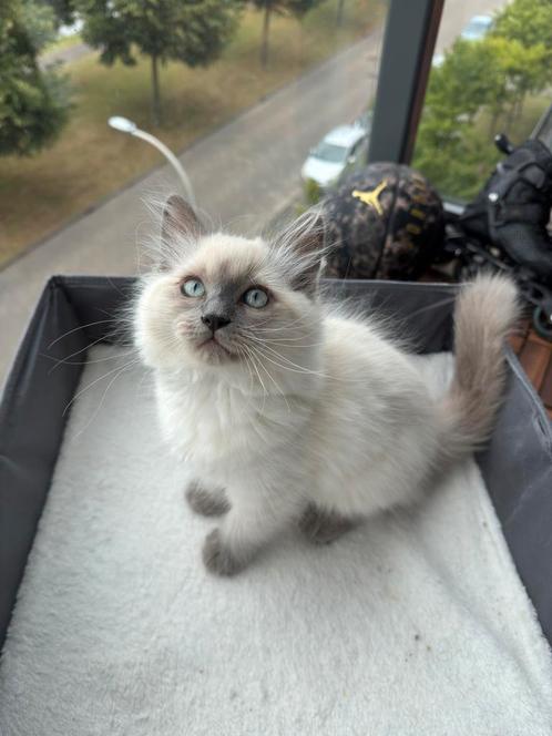 %100 Ragdoll Poesje, Dieren en Toebehoren, Katten en Kittens | Overige Katten, Langharig, Poes, 0 tot 2 jaar