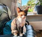 Boerderij kittens, Dieren en Toebehoren, Meerdere dieren, Kortharig, 0 tot 2 jaar