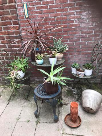 Partij planten en potten  beschikbaar voor biedingen