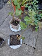 Tayberry (bramboos), Tuin en Terras, Planten | Tuinplanten, Ophalen, Vaste plant, Halfschaduw, Fruitplanten