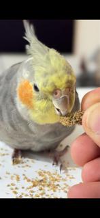 Gezocht .Valkparkiet vermist!!, Mannelijk, Parkiet