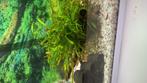 Vuurgarnalen, Dieren en Toebehoren, Vissen | Aquariumvissen, Kreeft, Krab of Garnaal