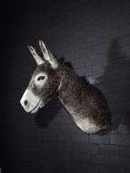 opgezette ezel taxidermy stuffed donkey ezels, Ophalen, Gebruikt, Hert, Gewei of Kop