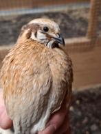 japanse kwartel, Dieren en Toebehoren, Mannelijk, Overige soorten