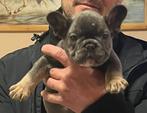 Franse bulldog pups, Parvo, 8 tot 15 weken, Bulldog, Meerdere