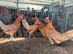 Te koop jonge friese hoender geel wit gepelde, Dieren en Toebehoren, Pluimvee, Meerdere dieren, Kip