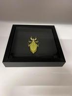 Wandelend blad Phyllium Tobeloense, Verzamelen, Dierenverzamelingen, Ophalen of Verzenden, Nieuw