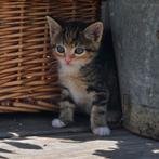 2 lieve lapjes poesen kittens, Dieren en Toebehoren, Katten en Kittens | Overige Katten, Poes, Kortharig, 0 tot 2 jaar