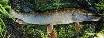 Set G 9 & set G14 van elk 2 Baars-Snoekspinners met streamer beschikbaar voor biedingen