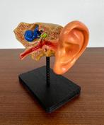 Anatomisch model van menselijk oor, Antiek en Kunst, Curiosa en Brocante, Ophalen of Verzenden