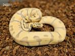 Super Enchi Pastel Desert Ghost man, Dieren en Toebehoren, Reptielen en Amfibieën, Slang, 0 tot 2 jaar