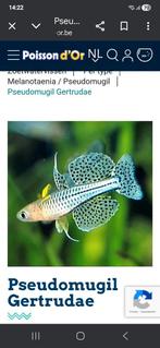 Pseudomugil gertrudae, Dieren en Toebehoren, Vis