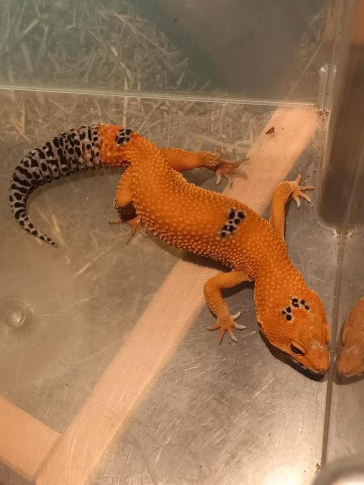 Luipaard gekko inferno enigma