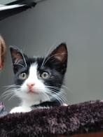 KAN VANDAAG OPGEHAALD / Lieve poes zoekt nog een nieuw huis, Dieren en Toebehoren, Meerdere dieren