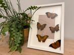 Ingelijste collectie van 5 tropische vlinders, Minder dan 50 cm, Nieuw, Ophalen of Verzenden, Minder dan 50 cm