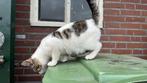Lieve sociale kittens (nog 3), Meerdere dieren, Ontwormd, 0 tot 2 jaar