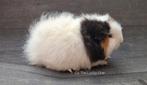 Gezocht cavia ch-teddy zwart bont, Dieren en Toebehoren, Cavia, Vrouwelijk, Januari, Tam