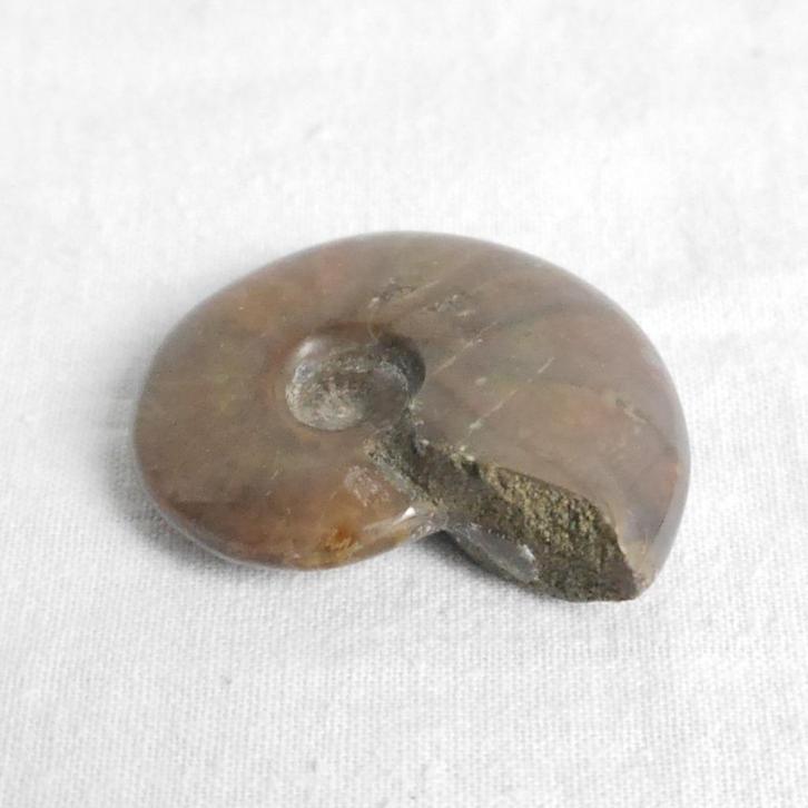 Ammoniet schijf, fosiel, flash, Verzamelen, Mineralen en Fossielen, Fossiel, Ophalen of Verzenden