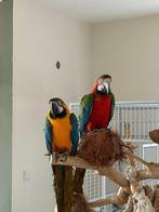 Prachtige harlekijn ara, Dieren en Toebehoren, Mannelijk, Papegaai, Pratend