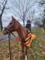 Super lieve C Pony te koop, Ruin