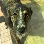 ACE: Halina is een heerlijke, vrolijke pup, Dieren en Toebehoren, Particulier, Rabiës (hondsdolheid), 15 weken tot 1 jaar, Buitenland