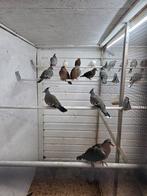 Koppel senegals wit, Dieren en Toebehoren, Vogels | Duiven, Meerdere dieren, Overige soorten