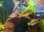 Koppel Herotilapia multispinosa – Regenboog Cichlide, Dieren en Toebehoren, Vis