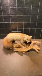 Opgezette marter taxidermie, Verzamelen, Dierenverzamelingen, Ophalen of Verzenden, Zo goed als nieuw, Vogel, Opgezet dier