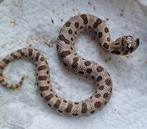 1.0 conda 100% het albino 66% het sable heterodon nasicus, Slang