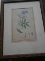 Kl. Gravure in lijstje van Blue Medow, Ophalen of Verzenden