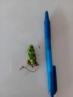 Dischidia Dragon Jade stekje, Ophalen of Verzenden, Halfschaduw, Minder dan 100 cm