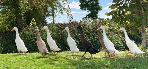Indische loopeenden 2 witte woerden, Dieren en Toebehoren, Pluimvee, Eend, Mannelijk