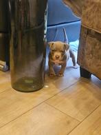 American bully pocket pups blue tricolor en lilac tricolor, Dieren en Toebehoren, België, Fokker | Hobbymatig, Overige rassen