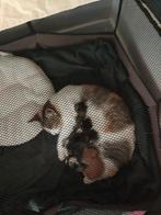Mooie Kittens, Dieren en Toebehoren