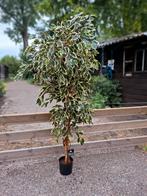 170 cm kunstplant, Ophalen