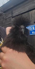 zijdehoen haan, Dieren en Toebehoren, Pluimvee | Toebehoren, Ophalen, Zo goed als nieuw, Kippenhok of Kippenren