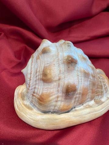 Prachtige Cassis Schelp - Decoratief 14x9 cm beschikbaar voor biedingen