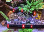 Diverse SPS/LPS acropora stekken zeeaquarium, Dieren en Toebehoren, Overige typen, Zoutwatervis