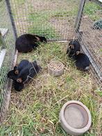 Ras Black en Tan Dwergkonijntjes, Dieren en Toebehoren, Dwerg