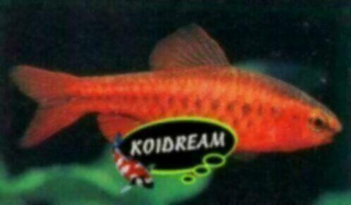 Puntius titteya Kersenbarbeel / Koidreams Valburg, Dieren en Toebehoren, Vissen | Aquariumvissen, Zoetwatervis, Vis