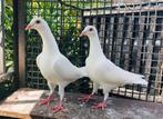 Kleurpostduiven, duiven, postduiven, Dieren en Toebehoren, Meerdere dieren, Postduif