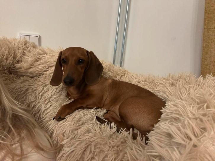 Teckel pup, Dieren en Toebehoren, Honden | Teckels en Dashonden, Teef, Korthaar, Standaard, Particulier, Eén hond, Nederland, 15 weken tot 1 jaar