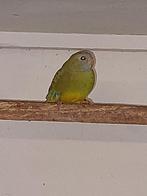 Splendid Cianamon Pop, Dieren en Toebehoren, Vogels | Parkieten en Papegaaien, Vrouwelijk, Parkiet, Geringd