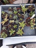 Vetplanten, Huis en Inrichting, Kamerplanten, Minder dan 100 cm, Ophalen of Verzenden, Halfschaduw