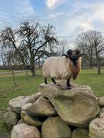 Gezocht! Drents heideschaap ram dassenkop., Dieren en Toebehoren, Mannelijk, Schaap