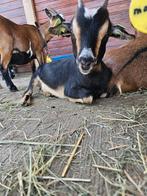 lieve jonge dwerggeit cae en cl vrij, Dieren en Toebehoren, Schapen, Geiten en Varkens, Vrouwelijk, Geit, 0 tot 2 jaar