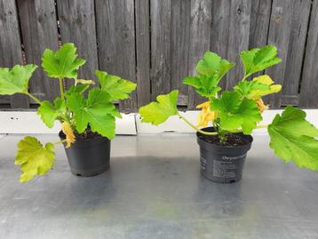 Courgette plant Fruit de Nice beschikbaar voor biedingen